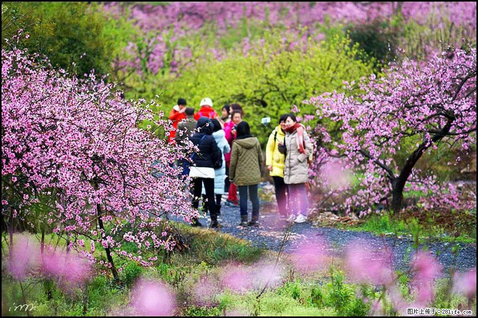 【春天,广西桂林灌阳县向您发出邀请!】官庄村有个醉美的桃花园 - 游山玩水 - 商洛生活社区 - 商洛28生活网 sl.28life.com