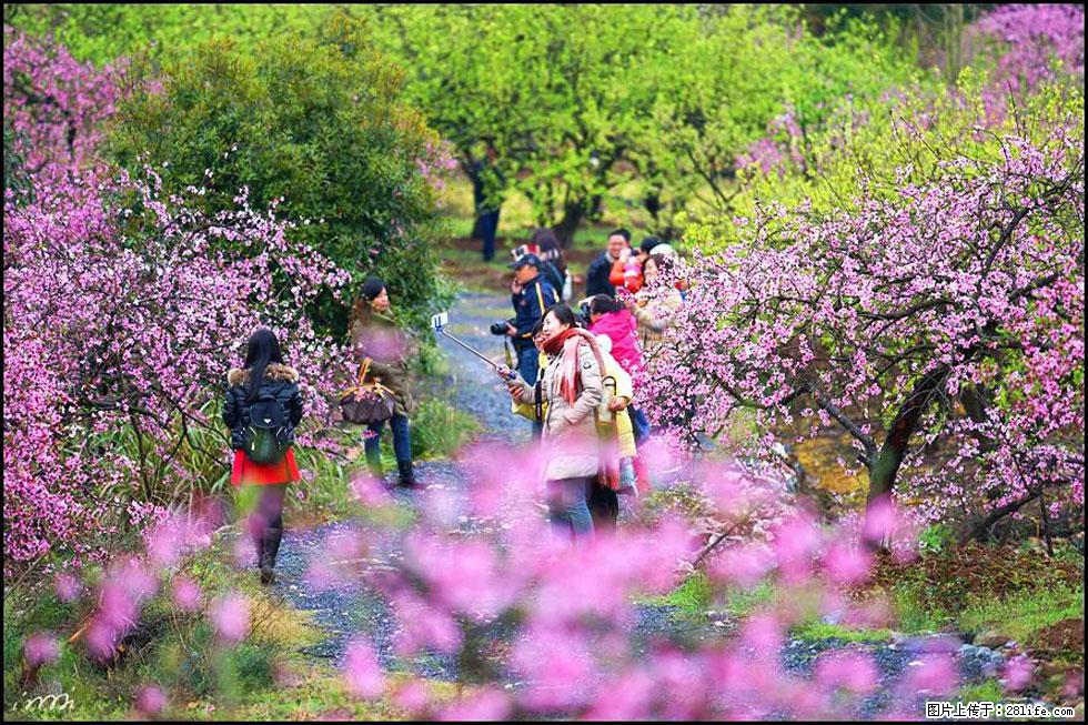 【春天,广西桂林灌阳县向您发出邀请!】官庄村有个醉美的桃花园 - 游山玩水 - 商洛生活社区 - 商洛28生活网 sl.28life.com