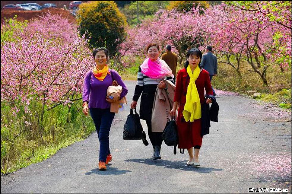 【春天,广西桂林灌阳县向您发出邀请!】官庄村有个醉美的桃花园 - 游山玩水 - 商洛生活社区 - 商洛28生活网 sl.28life.com