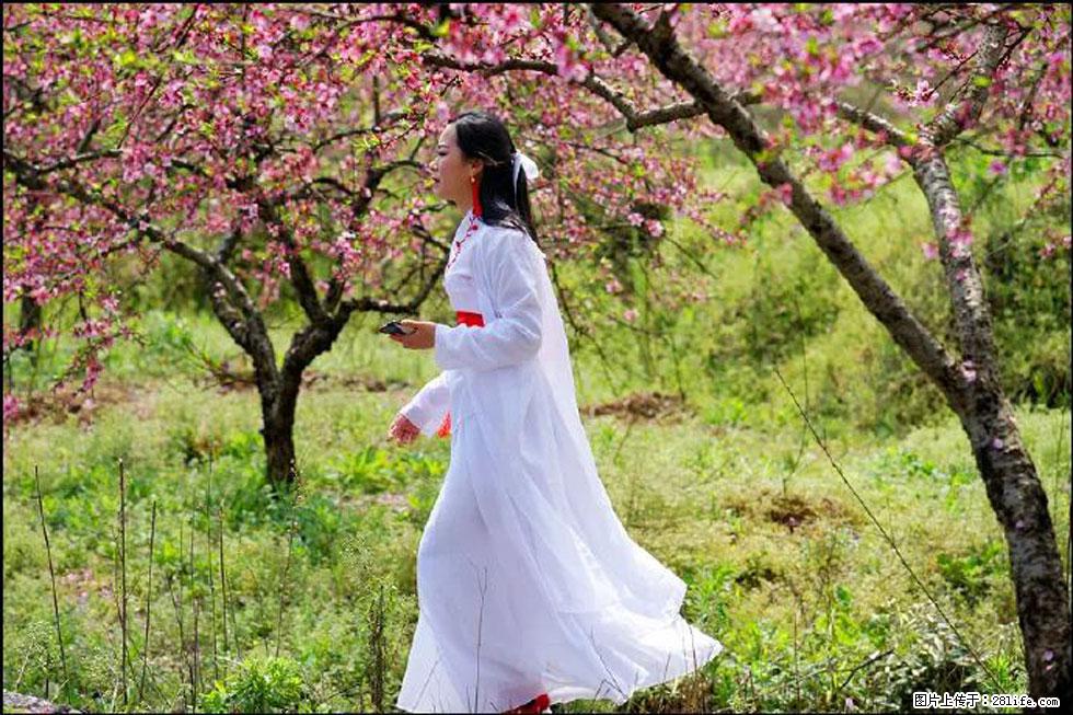 【春天,广西桂林灌阳县向您发出邀请!】官庄村有个醉美的桃花园 - 游山玩水 - 商洛生活社区 - 商洛28生活网 sl.28life.com