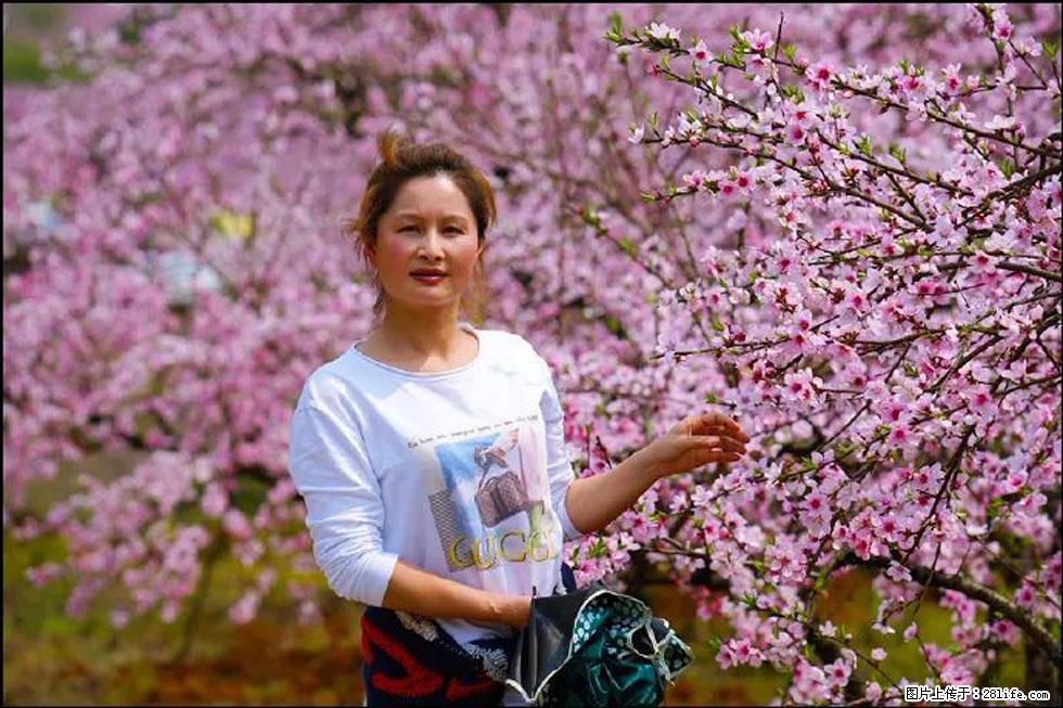 【春天,广西桂林灌阳县向您发出邀请!】官庄村有个醉美的桃花园 - 游山玩水 - 商洛生活社区 - 商洛28生活网 sl.28life.com