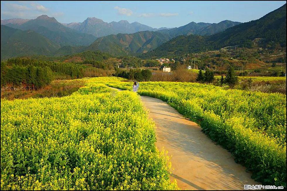 【春天,广西桂林灌阳县向您发出邀请!】长坪村油菜盛情花开 - 游山玩水 - 商洛生活社区 - 商洛28生活网 sl.28life.com