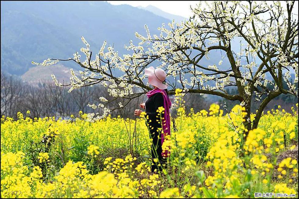 【春天,广西桂林灌阳县向您发出邀请!】长坪村油菜盛情花开 - 游山玩水 - 商洛生活社区 - 商洛28生活网 sl.28life.com