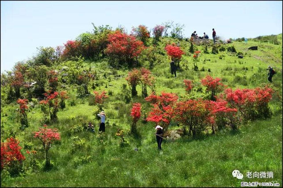 【春天，广西桂林灌阳县向您发出邀请！】宝盖山上映山红 - 游山玩水 - 商洛生活社区 - 商洛28生活网 sl.28life.com