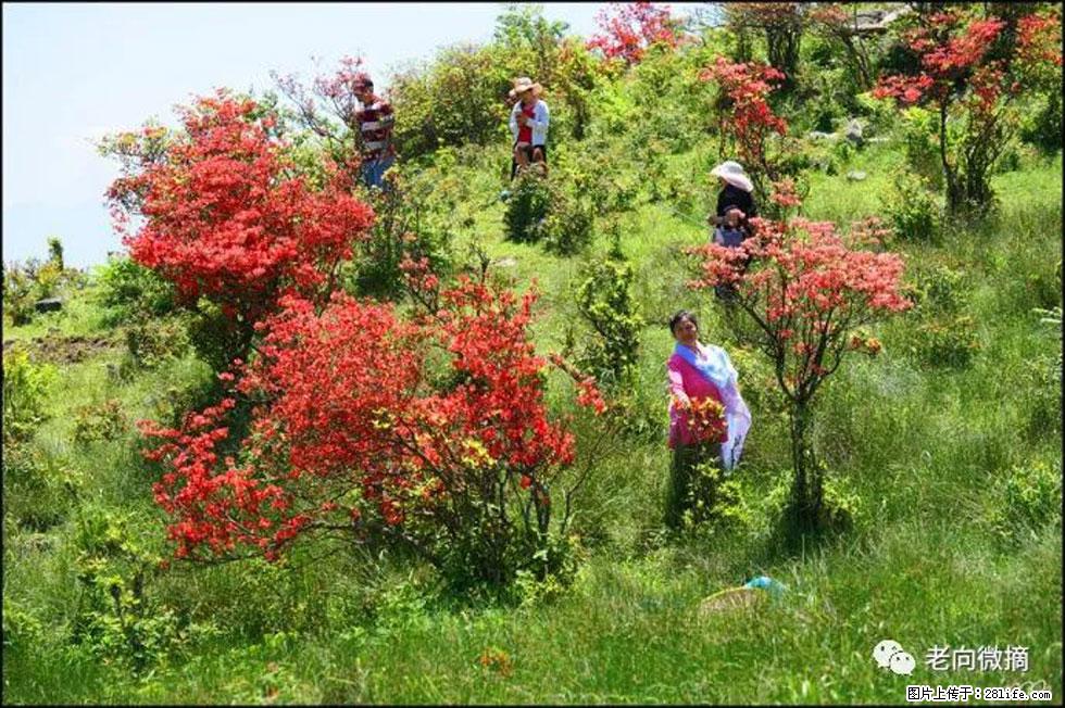 【春天,广西桂林灌阳县向您发出邀请!】宝盖山上映山红 - 游山玩水 - 商洛生活社区 - 商洛28生活网 sl.28life.com