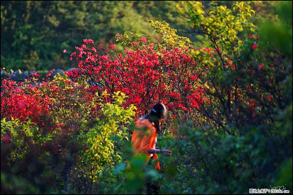 【春天,广西桂林灌阳县向您发出邀请!】春木界上映山红 - 游山玩水 - 商洛生活社区 - 商洛28生活网 sl.28life.com