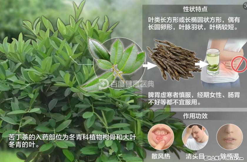 苦丁茶有哪些功效和作用 - 生活百科 - 商洛生活社区 - 商洛28生活网 sl.28life.com
