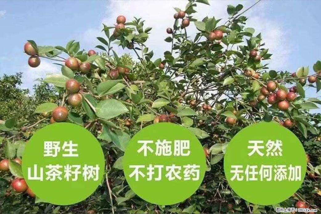 【灌阳县油茶产业示范区】一个有着充实的精神生活的人,对待身外之物自会有一种淡泊的态度 - 美食天地 - 商洛生活社区 - 商洛28生活网 sl.28life.com