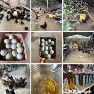 油茶园从小鸡仔开始养起的纯土鸡、土鸡蛋可以预定啦！还有前几天刚榨的纯山茶油哦 - 商洛28生活网 sl.28life.com