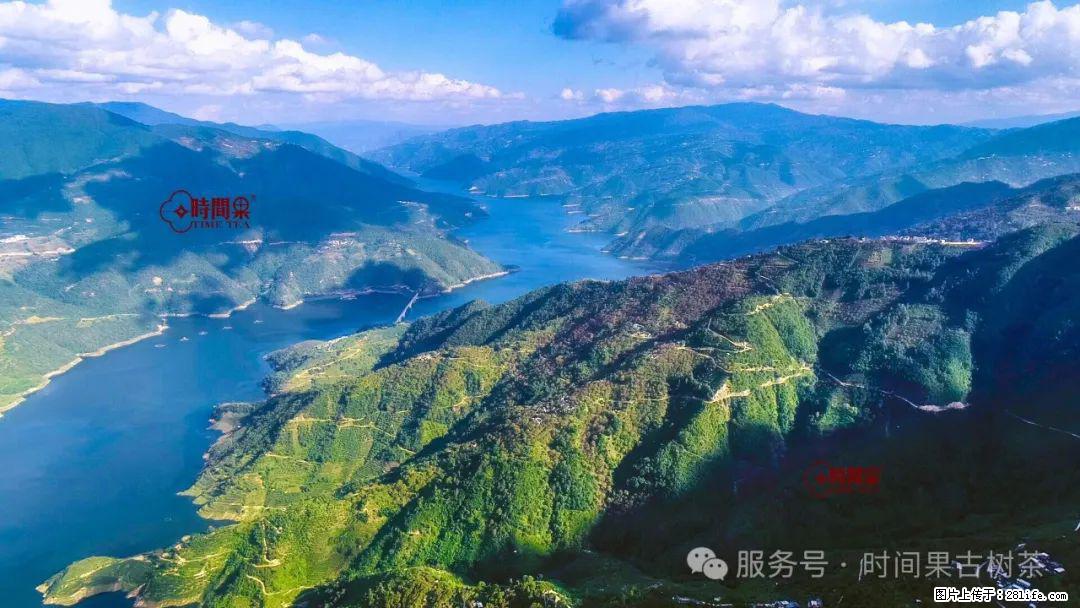 时间果百年古树龙珠普洱生茶 - 购物交流 - 商洛生活社区 - 商洛28生活网 sl.28life.com