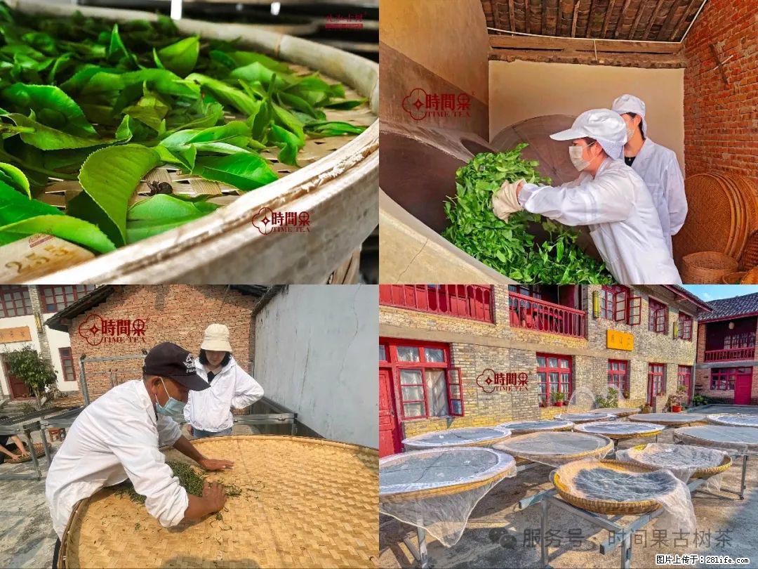 时间果百年古树龙珠普洱生茶 - 购物交流 - 商洛生活社区 - 商洛28生活网 sl.28life.com