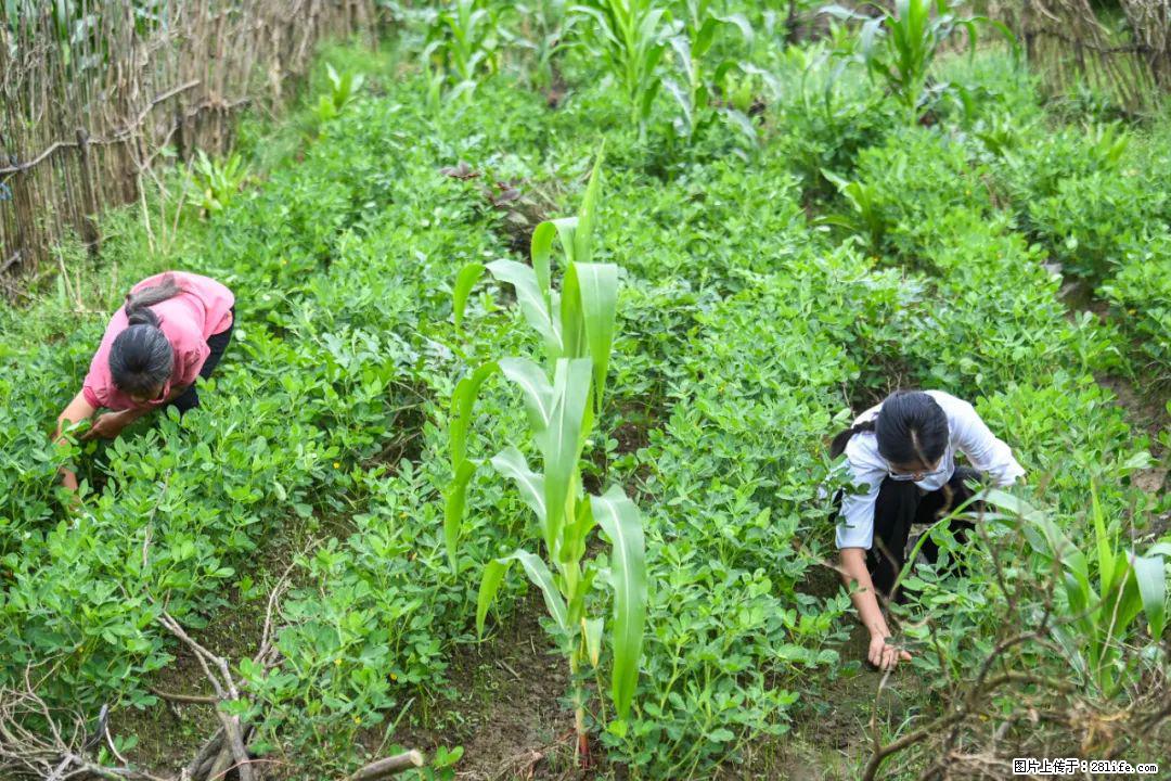 全网追的“扁担女孩”,找了一份暑假工,时薪12元 - 商洛生活资讯 - 商洛28生活网 sl.28life.com