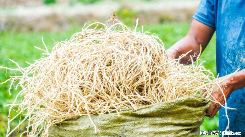 堪称“最难吃”的蔬菜,却是 “抗辐射神器”,还能护肺、清热、止咳化痰! - 商洛生活资讯 - 商洛28生活网 sl.28life.com