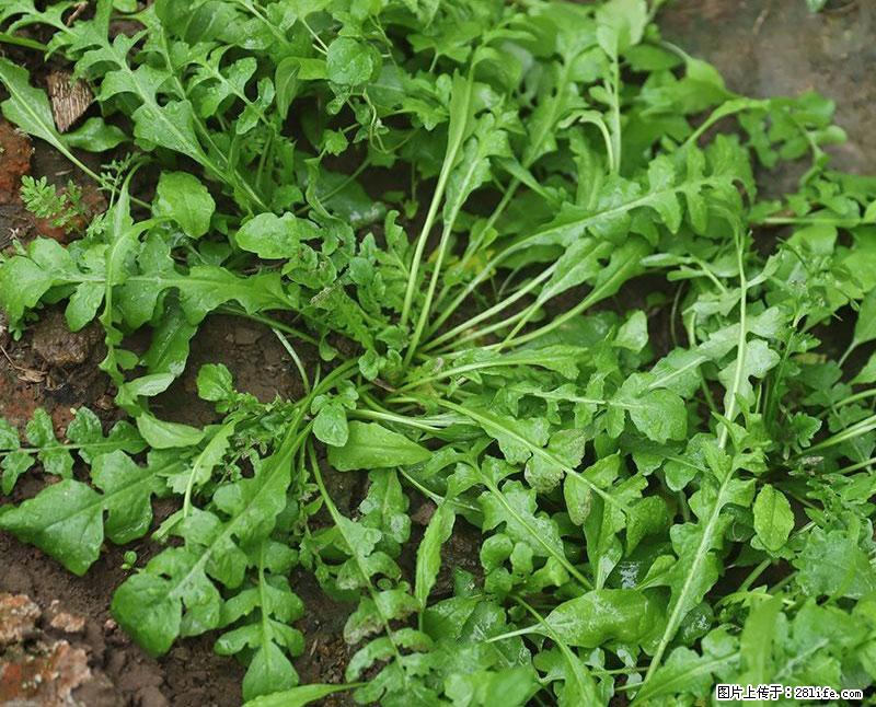 这些蔬菜是“天然钙片”，这6种被医生重点推荐 - 商洛生活资讯 - 商洛28生活网 sl.28life.com