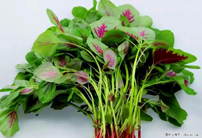 这些蔬菜是“天然钙片”，这6种被医生重点推荐 - 商洛生活资讯 - 商洛28生活网 sl.28life.com