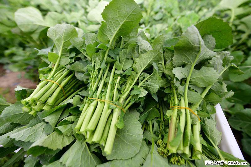 这些蔬菜是“天然钙片”，这6种被医生重点推荐 - 商洛生活资讯 - 商洛28生活网 sl.28life.com